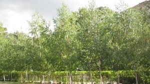 Берёзы, берёзы, берёзы - красота. Берёзы вдоль обочины