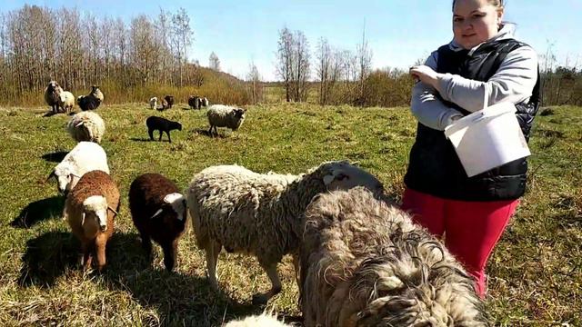 Чем живёт ферма, занятия, дрессировка овец, новые козлята и овечки. смотреть онлайн