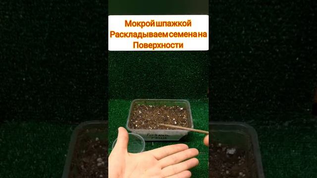 сажаем эустому