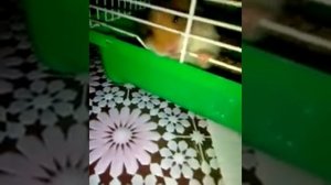 Сема грызёт клетку