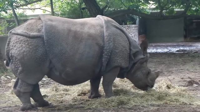 Огромный носорог ест смотреть онлайн