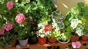 Солнечный день в  садике с пеларгониями