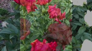 Цветение пионов в саду.Видео как цветут пионы