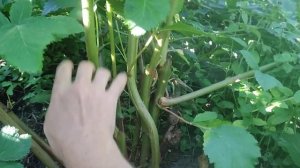 Ежевика Вошито готовимся к зиме Великий Новгород