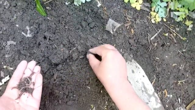 Черви для рыбалки - ПРОСТО... смотреть онлайн