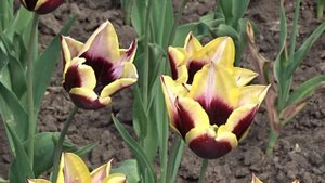 Tulipa ´Gavota´
