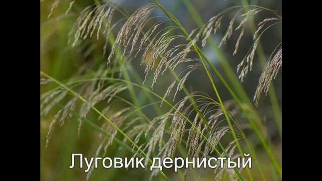 Очарование осенних трав смотреть онлайн