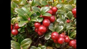 варенье из брусники