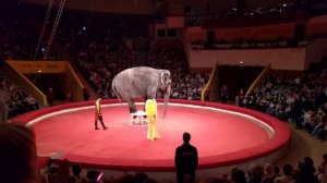 Цирк больших зверей. Казань.