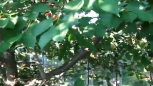 Мои вишни начали поспевать  Что необходимо сделать, чтобы вишни хорошо плодоносили