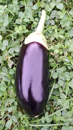 Мой первый баклажан 🍆