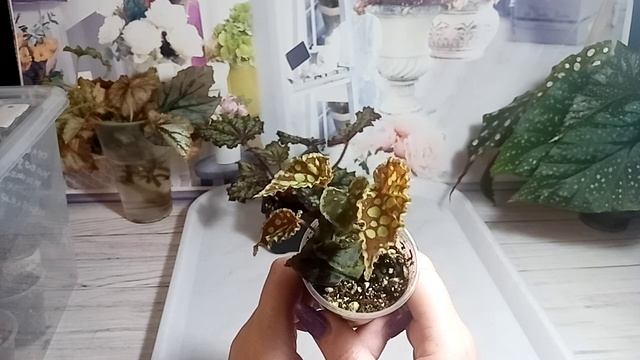 Бегонии. Результаты укоренения. смотреть онлайн