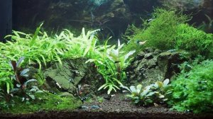 Кормим аквариумных креветок Тайвань листьями свежей крапивы