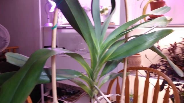 Ангрекум Angraecum bosseri Angraecum sesquipedale (Darwin's Orchid) смотреть онлайн