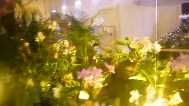 Выставка орхидей Дрезден 2015 год смотреть онлайн