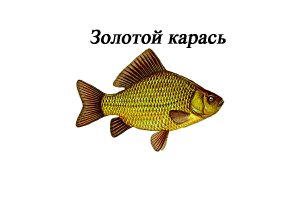 Куда делся золотой карась из наших рек?