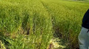 Продуктивные растения на кв метре озимой пшеницы