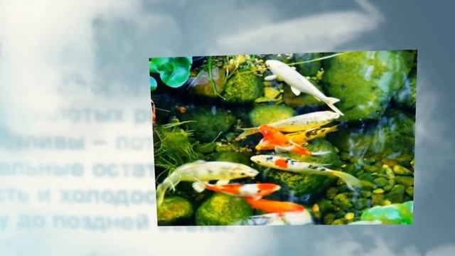Дачный пруд для разведения рыб