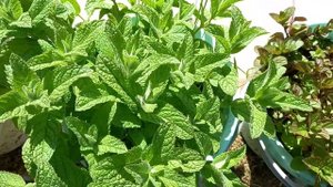 14 июня. Обзор сортов мяты.