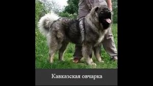 Разные породы собак