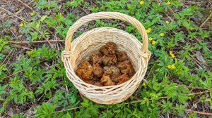 09.05.23 Праздничный сбор грибов, Тосненский р-н ЛО.