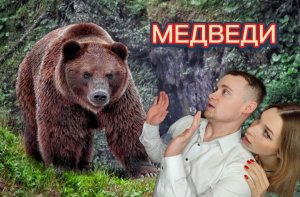 Животный мир. Медведи.