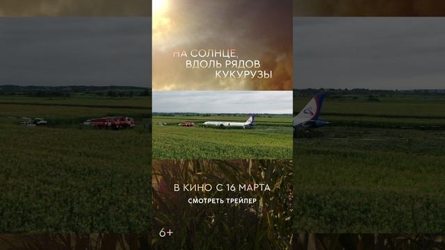 На солнце, вдоль рядов кукурузы - Синема Стар