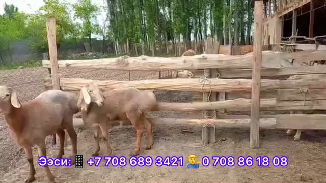 Арашан💁♂️ЛИНИЯ-80☀️Козуу кочкорлор сатылат, Келишебиз