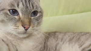 Мой Любимый Покемон Пикачу / Сериалити от ЮКИ