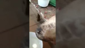 Черви в носу Овцы