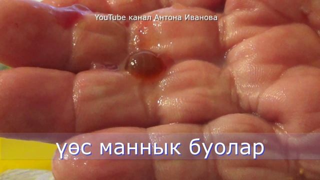 Мастеркласс по удалению желчи карася(собону үөстээһин)#собо#карась#carp