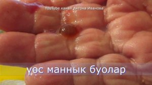 Мастеркласс по удалению желчи карася(собону үөстээһин)#собо#карась#carp