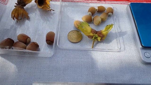 Фундук сорт неизвестный - сигнальные орешки 2021 смотреть онлайн