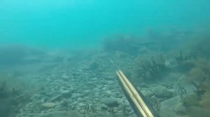 Подводная охота на Лобана и Кефаль 2018.