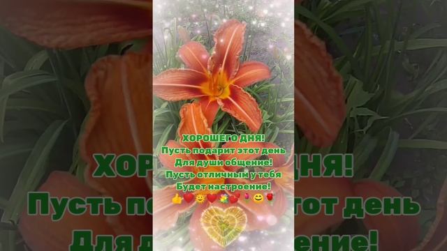 Лилейник