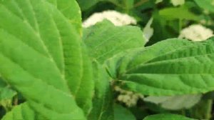 Гортензия древовидная (Hydrangea arborescens `White Dome`.