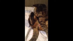 Кот охотится на комара