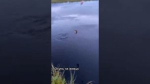 ЛОВЛЯ ОКУНЯ НА ГОЛЬЯНА. ЛОВЛЯ ОКУНЯ НА ЖИВЦА!