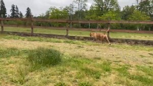 Немецкая овчарка нападает на Питбуля | German Shepherd Attacks Pitbull