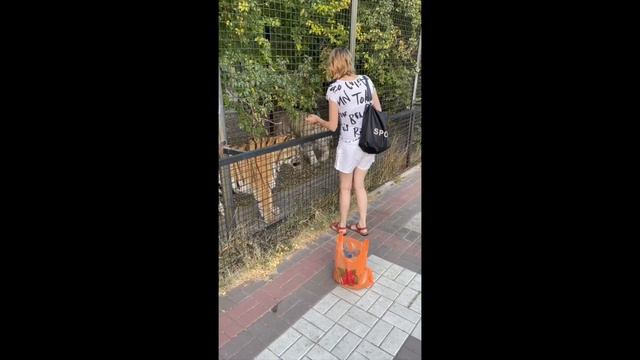 Зоопарк Тайган смотреть онлайн