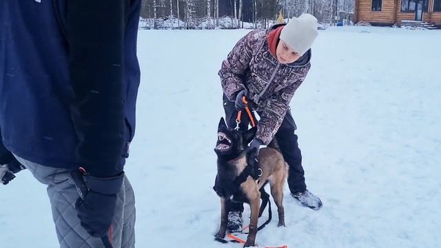 щенок малинуа Альфа делает первые шаги в защитной работе. смотреть онлайн