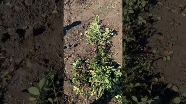 сорт розы Ай Эм Гретифул? смотреть онлайн