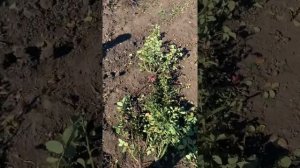 сорт розы Ай Эм Гретифул?