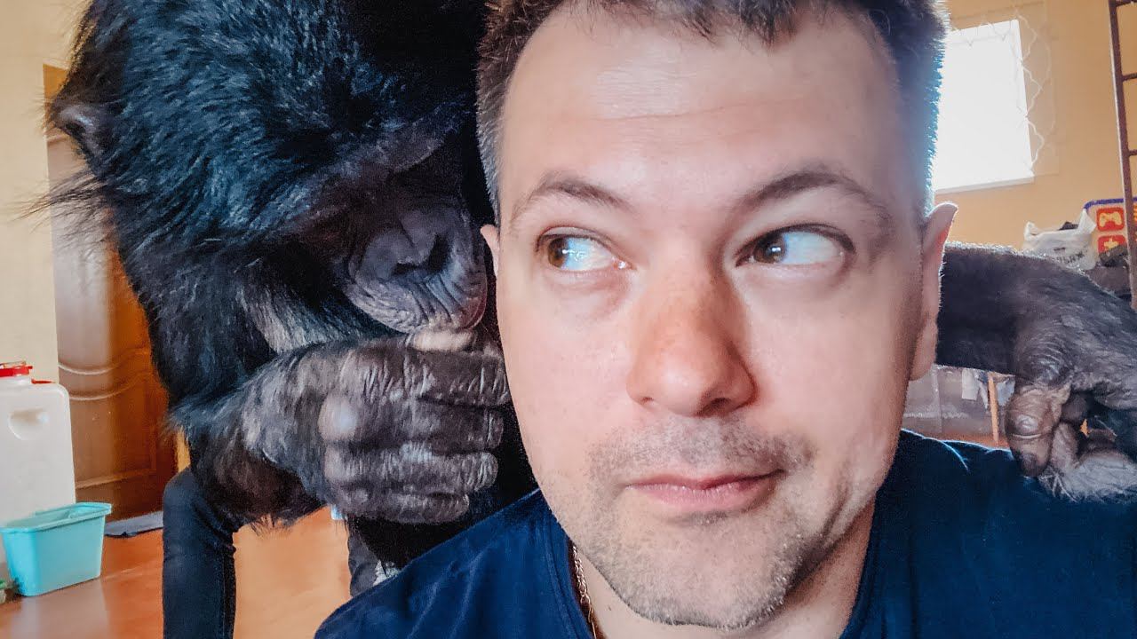 ЭТО НАСТОЯЩАЯ ЛЮБОВЬ! Эмоциональная встреча ШИМПАНЗЕ и Дана Запашного