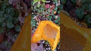 Калимагнезия осенью для розочек