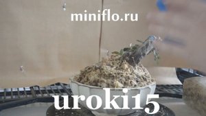 Для чего нужен МОХ сфагнум в искусстве БОНСАЙ? Увлажнение почвы, гниение корней и другие проблемы