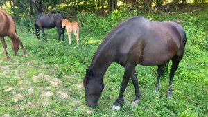 Очень сочный шашлык из свиной шеи в тандыре
