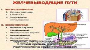 Причины гепатомегалии у новорожденных детей и грудничков