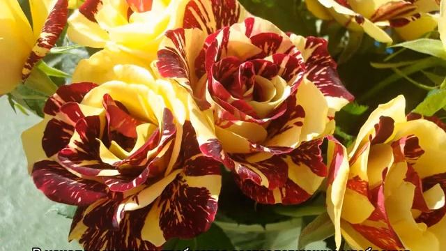 Роза Сим Салабим (Simsalabim) — описание чайно-гибридного сорта смотреть онлайн