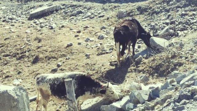 Шестой день: Каменный лес - Мусорные коровы - Тут есть бар! #китай #сычуань смотреть онлайн